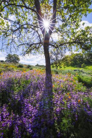 Photographic Print, , small