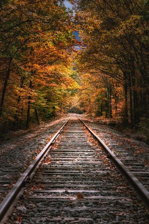 Photographic Print, , small