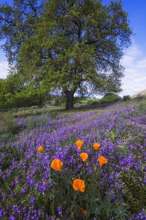 Photographic Print, , small