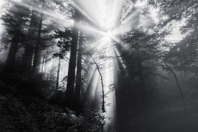 Photographic Print, , small