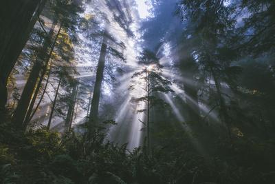 Photographic Print, , small