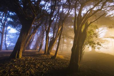 Photographic Print, , small