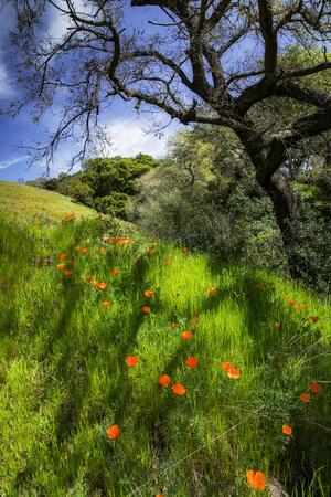 Photographic Print, , small