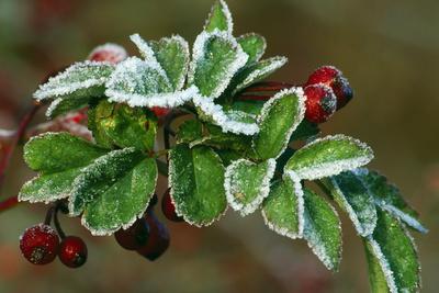 Photographic Print, , small