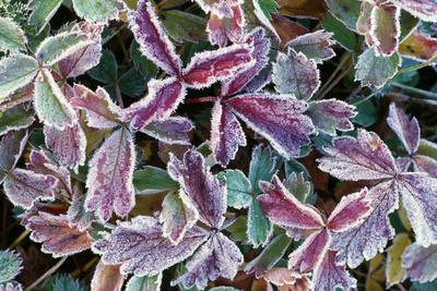 Photographic Print, , small