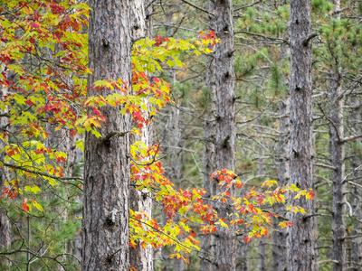 Photographic Print, , small