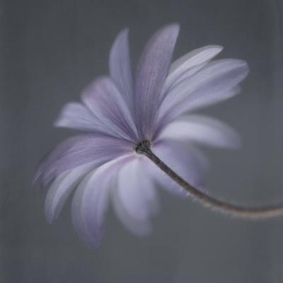Photographic Print, , small