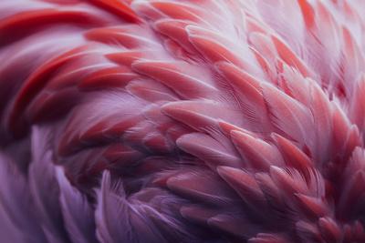 Photographic Print, , small