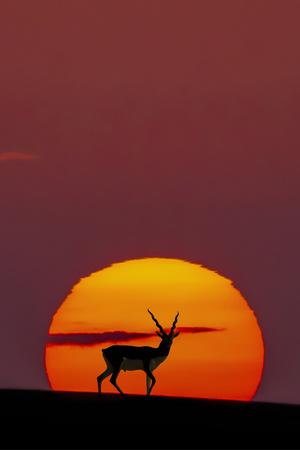 Photographic Print, , small
