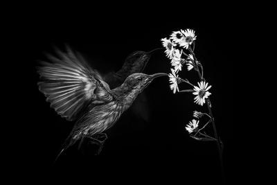 Photographic Print, , small