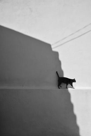 Photographic Print, , small