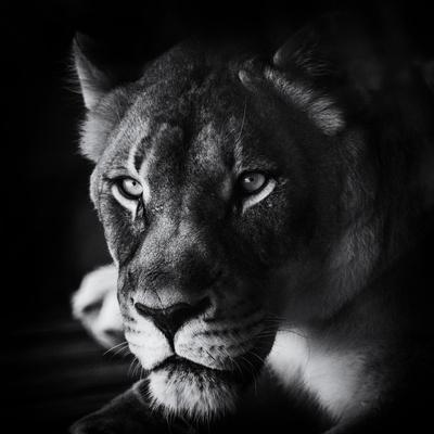 Photographic Print, , small