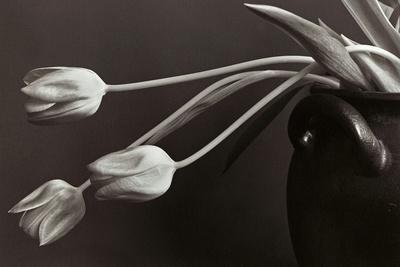 Photographic Print, , small