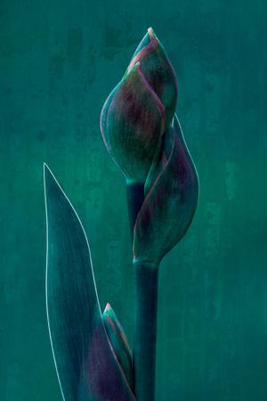 Photographic Print, , small