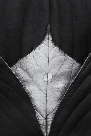 Photographic Print, , small