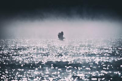 Photographic Print, , small