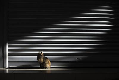 Photographic Print, , small