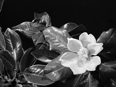 Photographic Print, , small