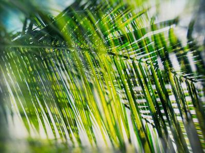 Photographic Print, , small