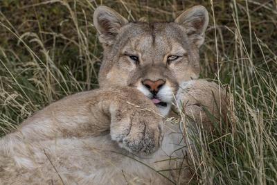 Photographic Print, , small