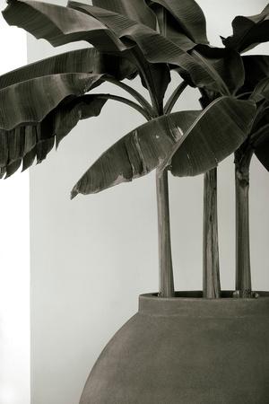 Photographic Print, , small