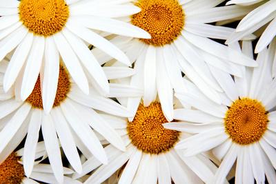 Photographic Print, , small