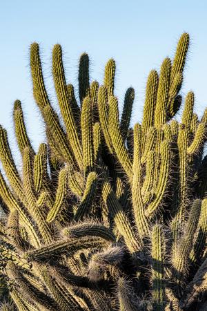 Photographic Print, , small