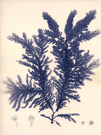 Art Print, , small