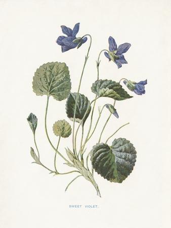 Art Print, , small