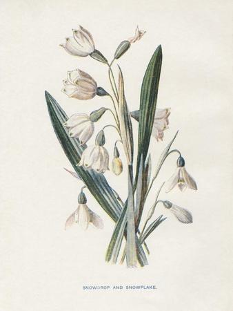 Art Print, , small
