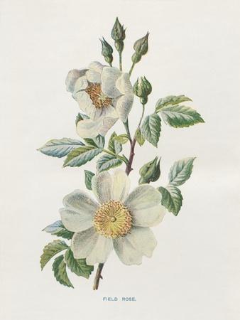 Art Print, , small