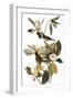 Audubon: Vireo-John James Audubon-Framed Giclee Print