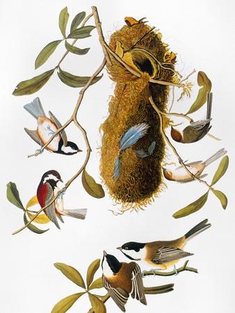 Giclee Print, , small