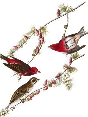 Giclee Print, , small