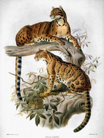 Giclee Print, , small