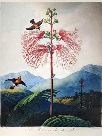 Giclee Print, , small