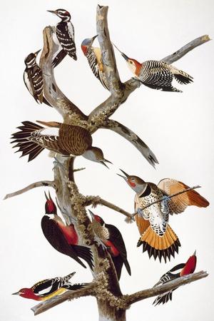 Giclee Print, , small
