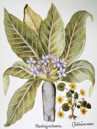 Giclee Print, , small