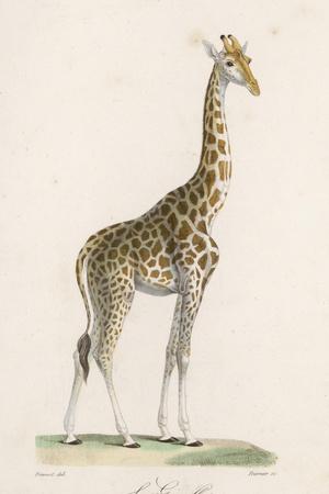 Photographic Print, , small