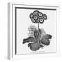 Auricula Variety Lancashire Hero-null-Framed Photographic Print