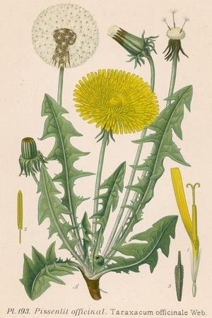 Photographic Print, , small