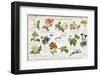 Language of Flowers Card-null-Framed Photographic Print