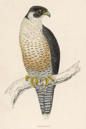 Photographic Print, , small