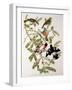 Rose-Breasted Grosbeak from "Birds of America"-John James Audubon-Framed Giclee Print