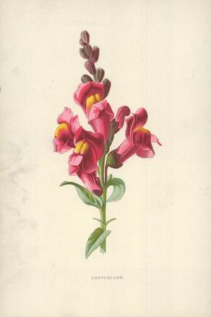 Giclee Print, , small