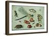 A Dragon-Fly, Two Moths, a Spider and Some Beetles, with Wild Strawberries, 17th Century-Jan Van, The Elder Kessel-Framed Giclee Print