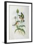 Goldfinch (Carduelis Elegans)-John Gould and H.C. Richter-Framed Giclee Print