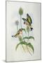 Goldfinch (Carduelis Elegans)-John Gould and H.C. Richter-Mounted Giclee Print