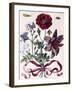 Various European Insects and Flowers-Maria Sibylla Graff Merian-Framed Giclee Print