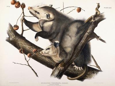 Giclee Print, , small